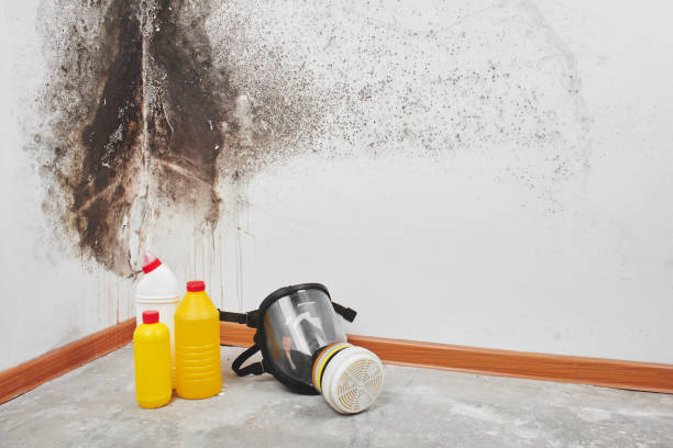 Why You Should Choose Our Mold Remediation Services in Chevy Chase, MD